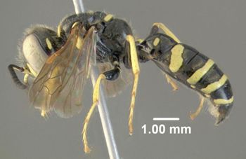 Media type: image;   Entomology 603062 Aspect: habitus lateral view